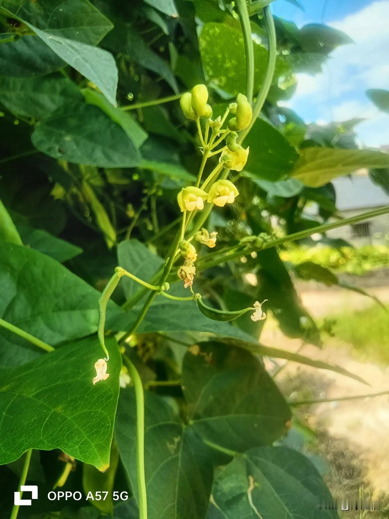这些都是我在菜园里随手拍的蔬菜花。其中有一种花我想恐怕没人认识吧，因为这种菜只有