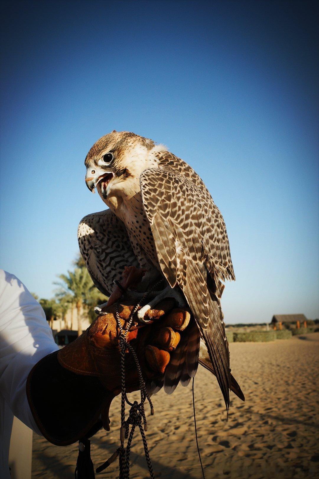 乱七八糟的片段迪拜阿联酋