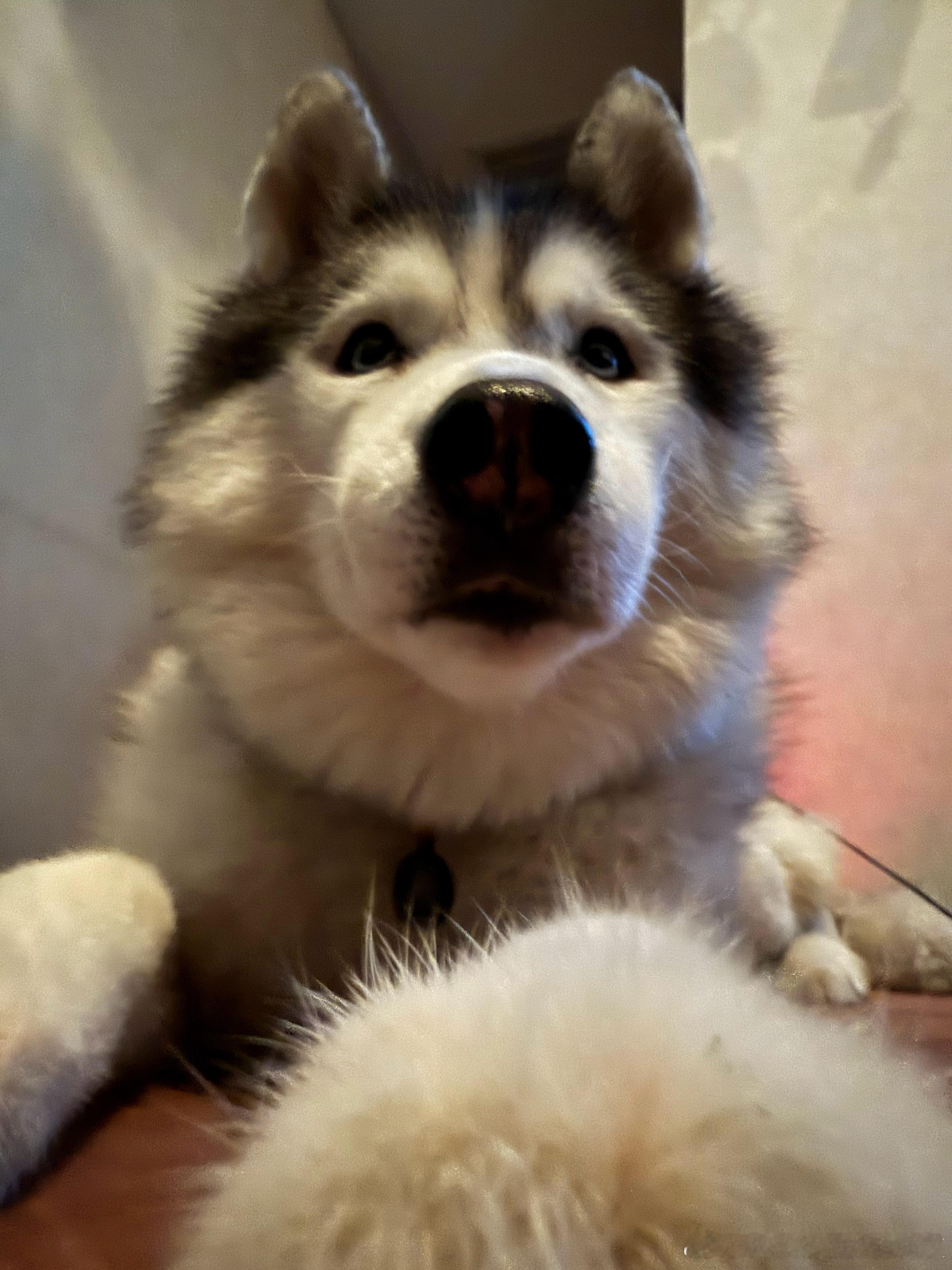 人，你好，我是狮身狗面兽