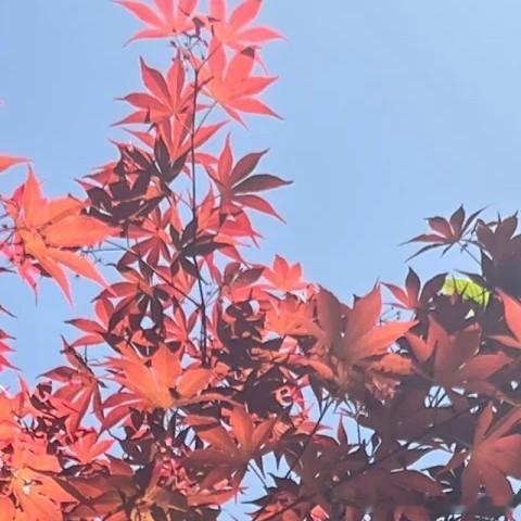 每日一善 山高水长，怕什么来不及，慌什么到不了，天顺其然，地顺其性，人顺其变，一