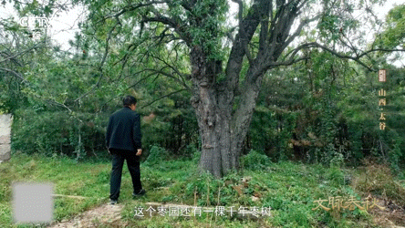 这颗枣在山西甜了千年 千年古树至今仍在挂果 不是所有甜都经得住时光筛洗，壶瓶枣却