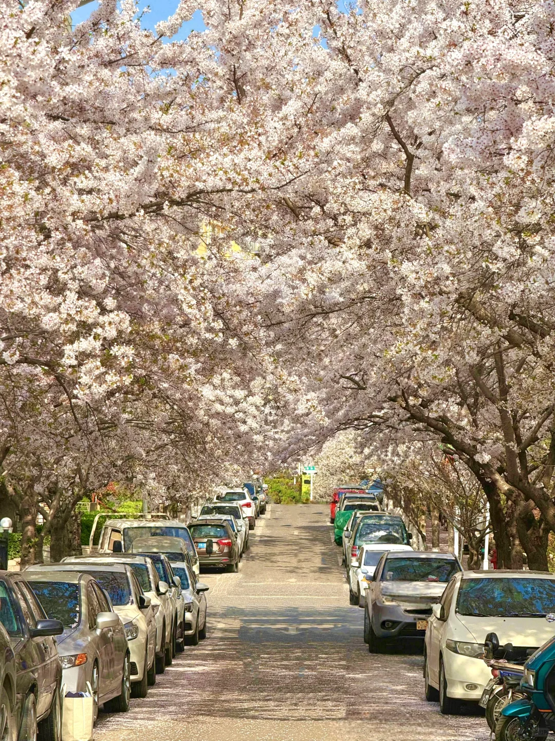 接下来的青岛，是一万次春和与景明🌸附攻略