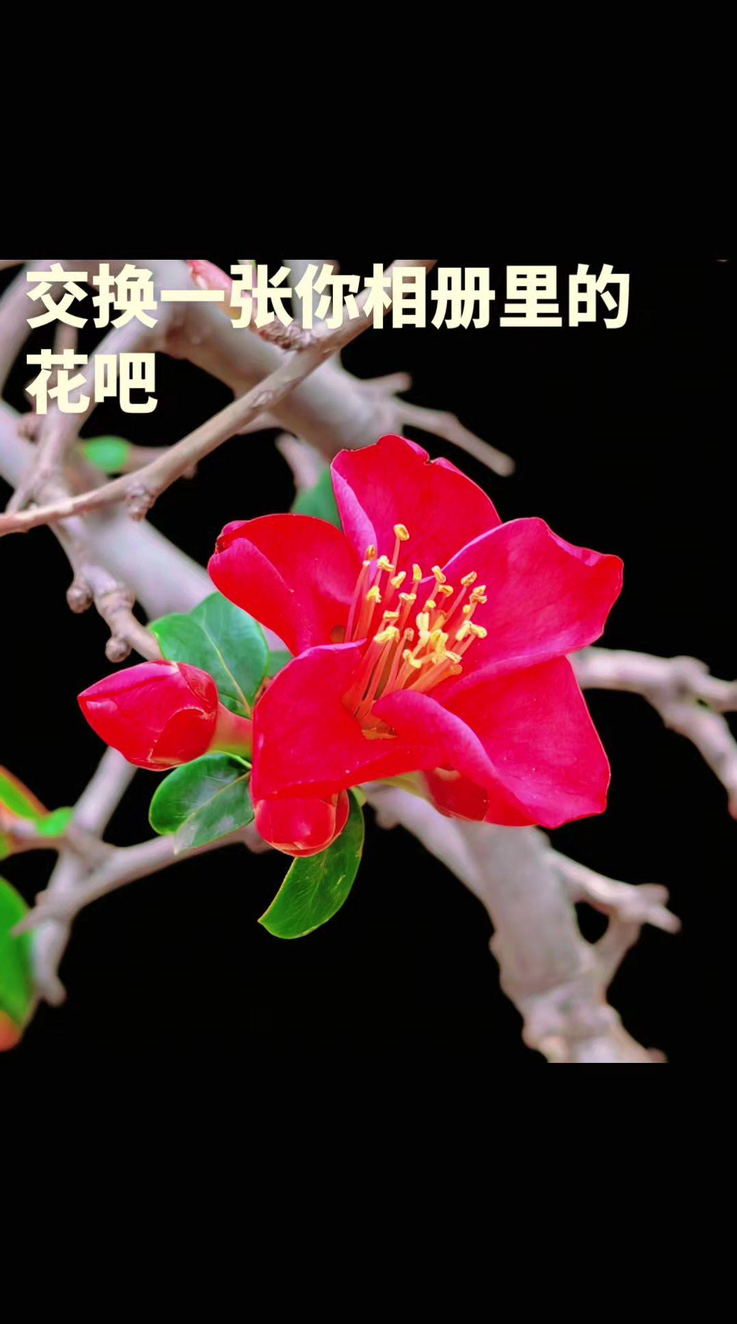 ，如果你也喜欢花花草草，不如交换一张