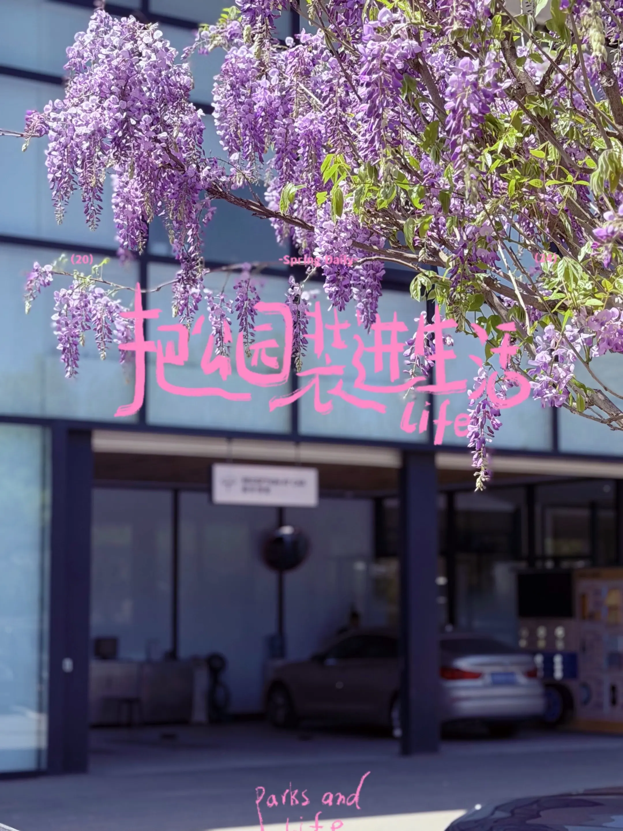 谁懂啊！被紫藤花美到失语。谁懂啊！在宝马4S店被紫藤花美到失语，一整个...