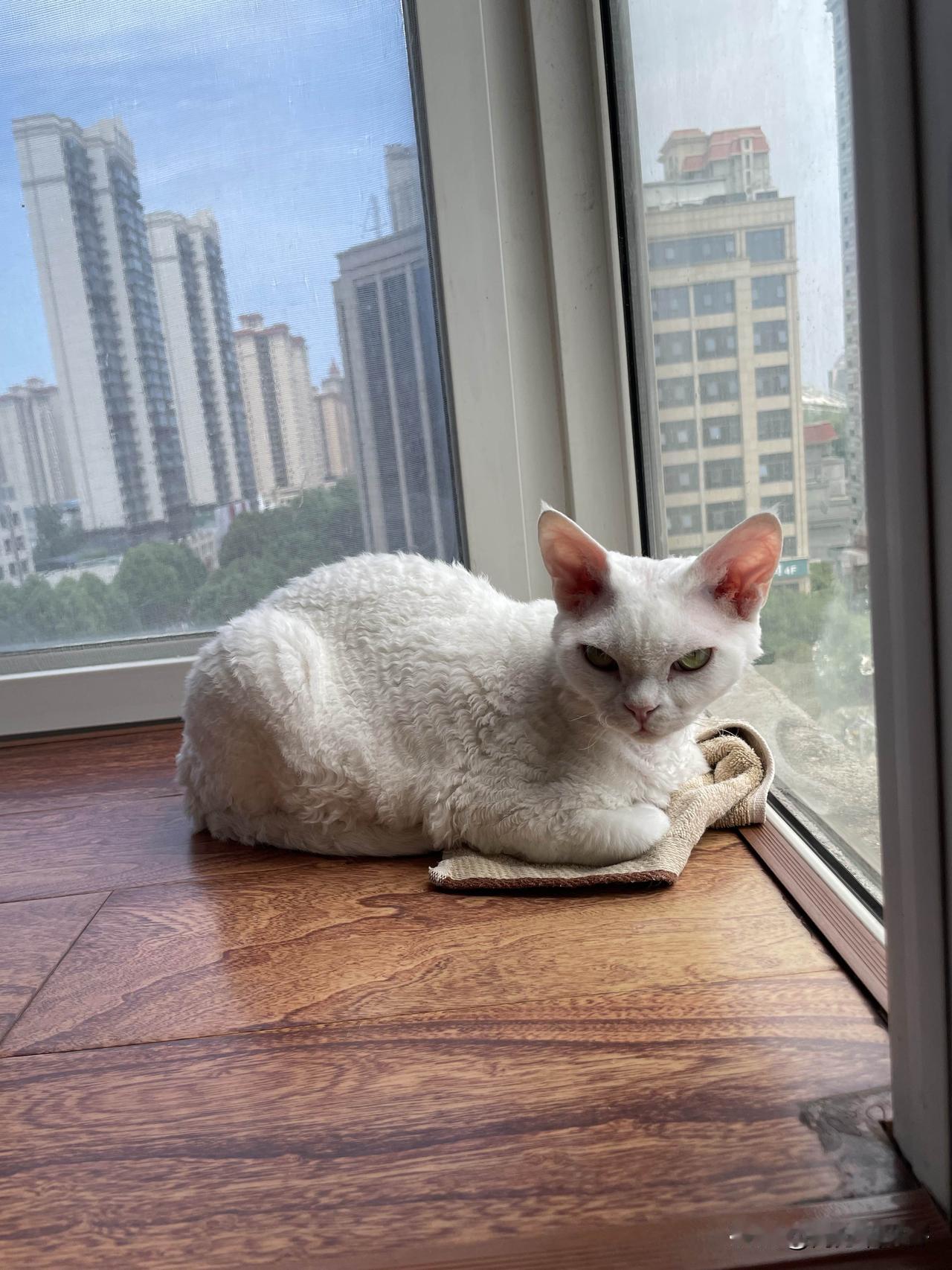 今天是一只想睡觉的小猫咪，晕晕乎乎的样子，马上要睡着啦。