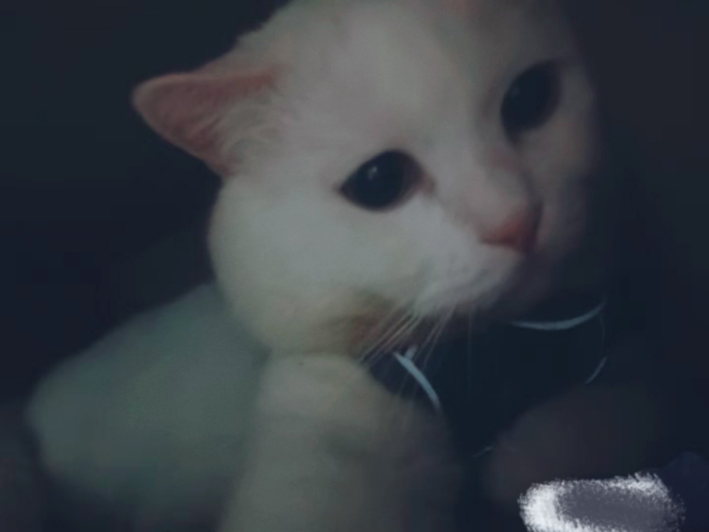 晚安，不丢娇羞自拍一张 