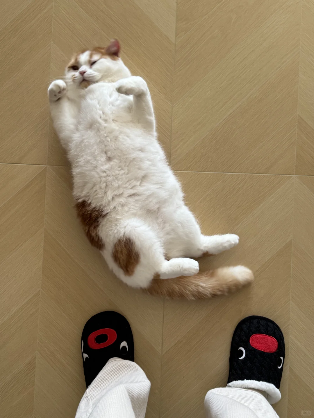 可爱撒娇鬼