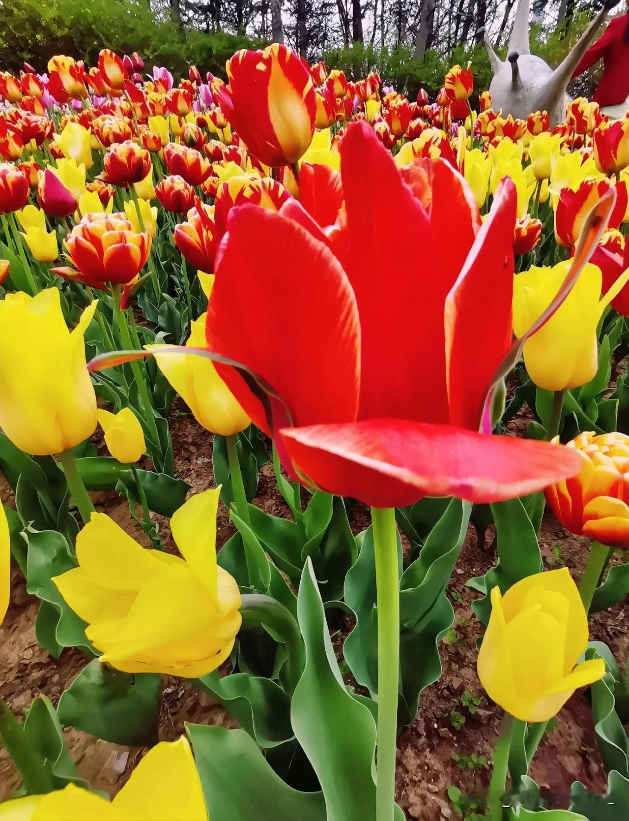 一一色彩缤纷

一一郁金香🌷🌷

一一【原创摄影】


中国摄影圈 
中国手