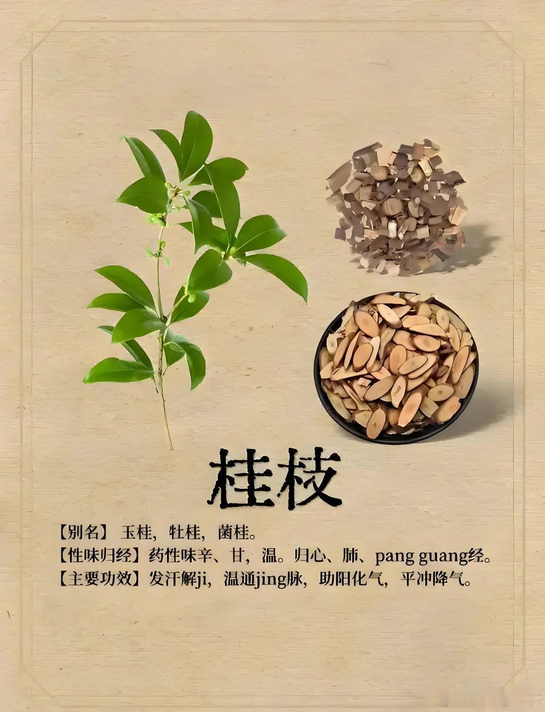 一味桂枝，配万物｜15组经典黄金搭档淄博·广成中医 总纲：桂枝通行十二经脉，既能