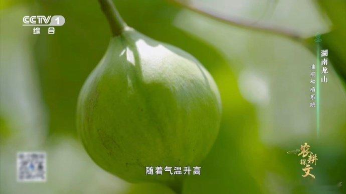 羊羊羊化身除草特工队 湖南油桐林山羊立大功 人工除草难攻陡坡油桐林，湖南龙山请来