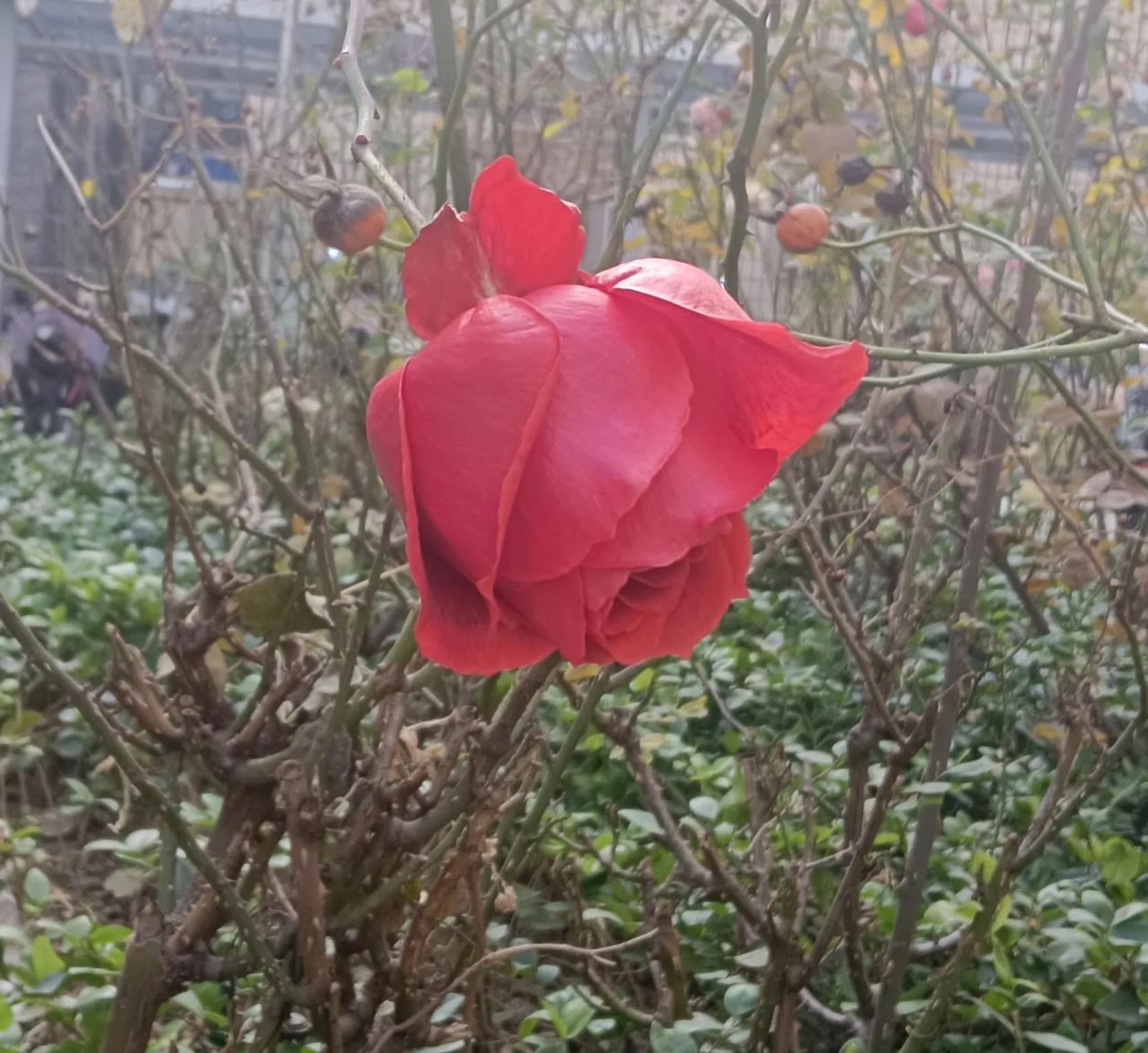 四九天里一枝红
生活总有些春秋冬夏季节的事，难得四九天里一枝红。