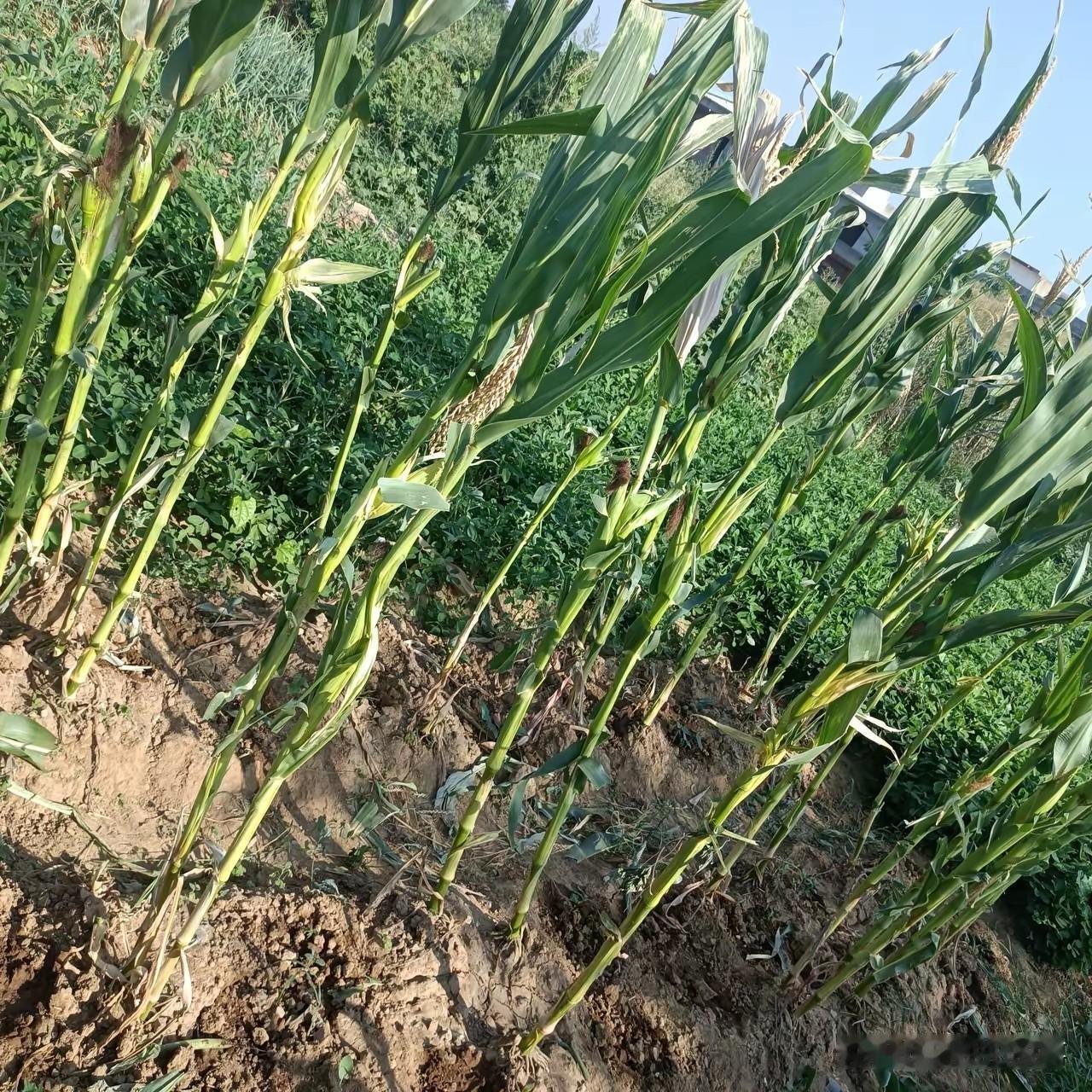 今年夏季，郑州开启了干热模式，雨不下，温度一个劲儿的升高，今天到郊区走走，心想出