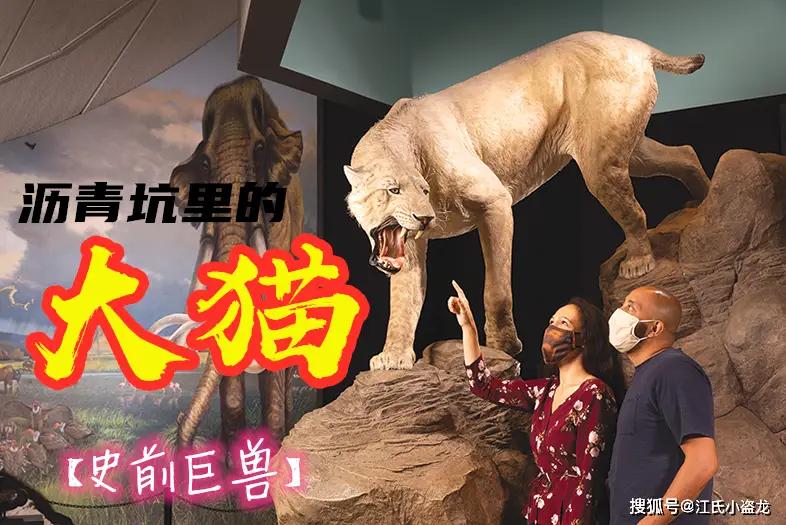 沥青坑里的另类剑齿大猫！它专杀猛犸幼崽，却很少被人熟知
    繁华的洛杉矶市中