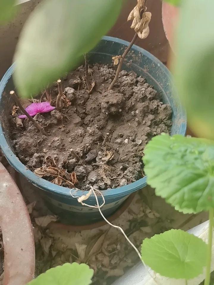 生意场的潜规则行业潜规则 
这个卖我绿植的人，
开始信誓旦旦说能养好生意场法则 