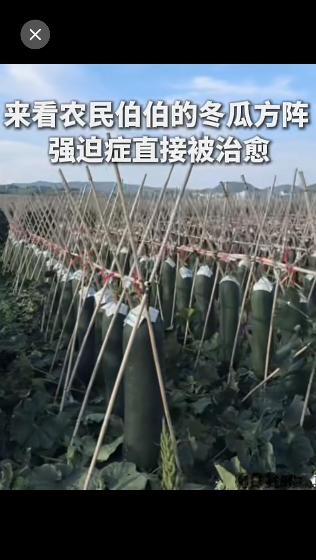 冬瓜还可以这样种！网友：冬瓜这辈子也没想到开学前还要“站军姿”。（作者：周芷若，