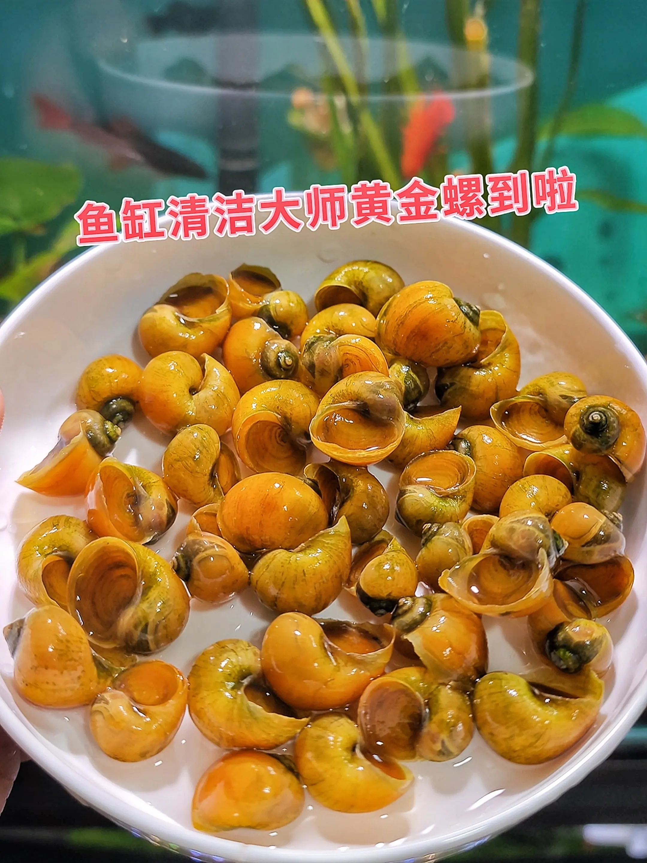 黄金螺身披鎏金铠甲，螺旋纹路如天然艺术品，点缀水族箱自成焦点！不仅能高...