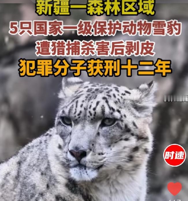 阿某为了利益，在新疆昭苏县设下陷阱，用绳索、刀子杀死了包括两只幼崽在内的5只雪豹