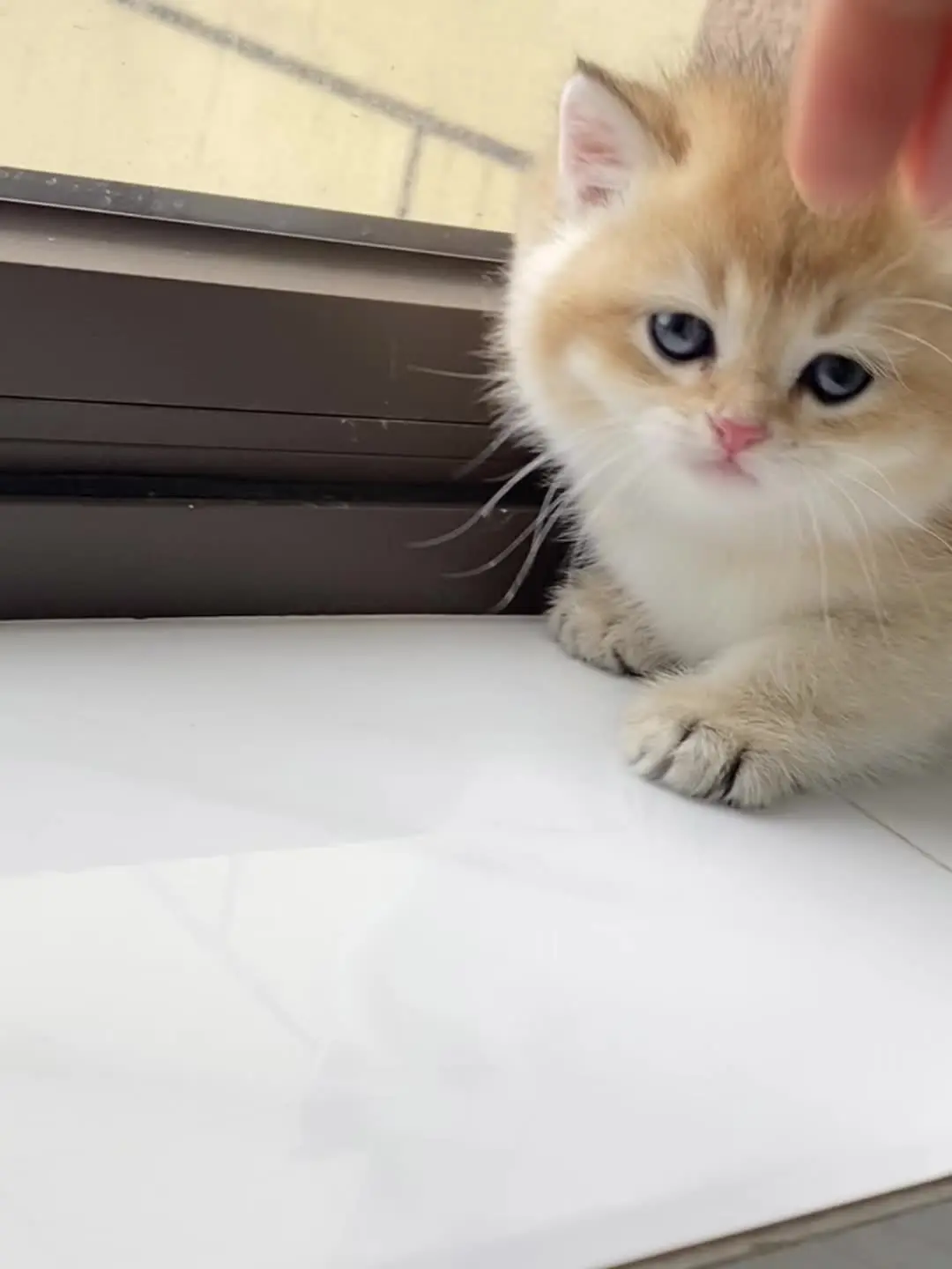 我镜头下的小猫  广西桂林金渐层猫舍