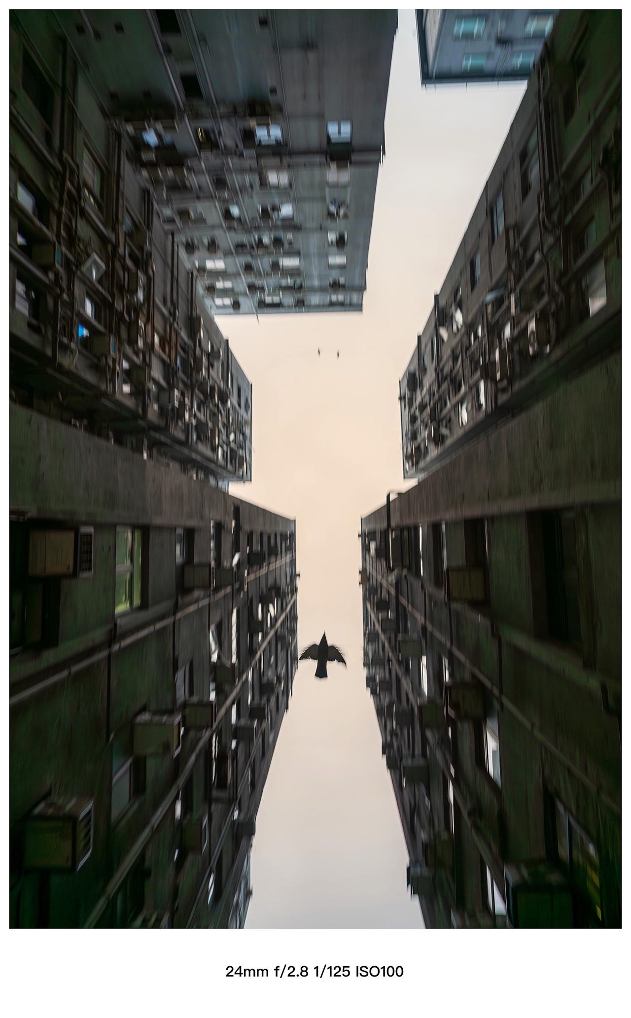 飞越天空的鸽子…地标建筑 取景器里的世界 带你看世界 情绪