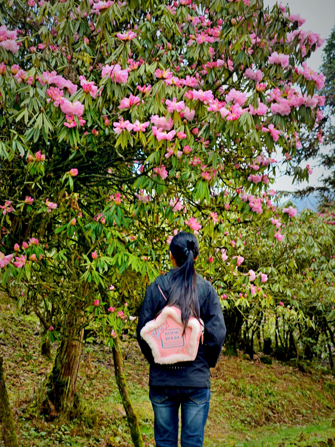 都江堰龙池杜鹃花开爆了！0门票赏花攻略