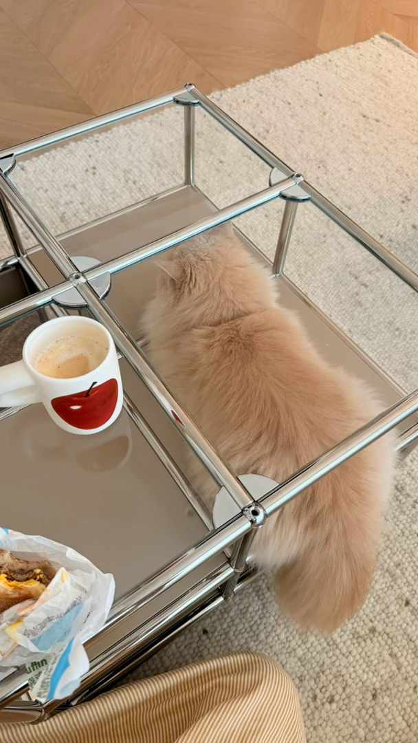 新茶几到了被小猫开发新用处 
