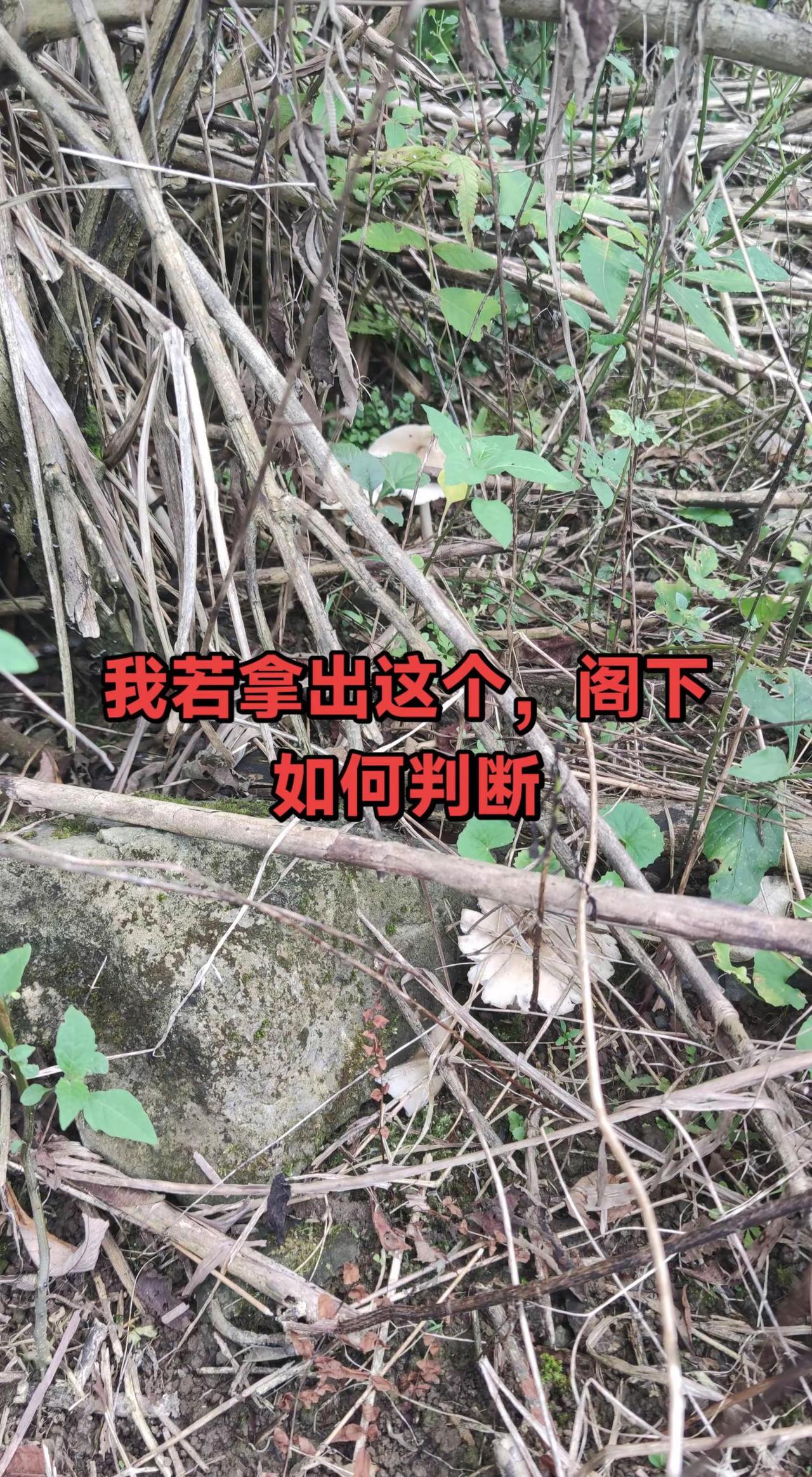 图文伙伴计划