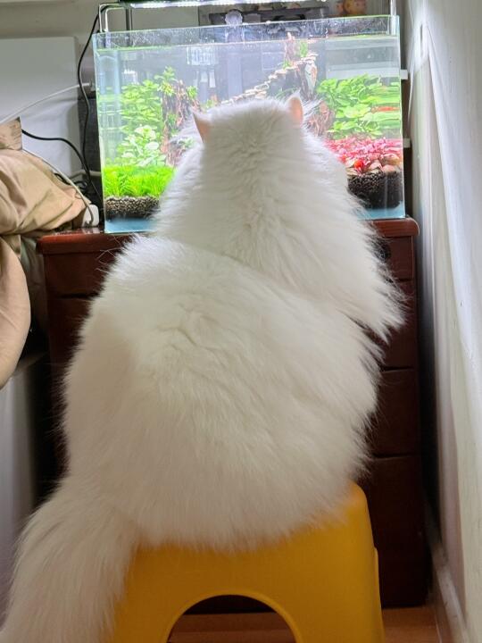 粉色的小耳朵