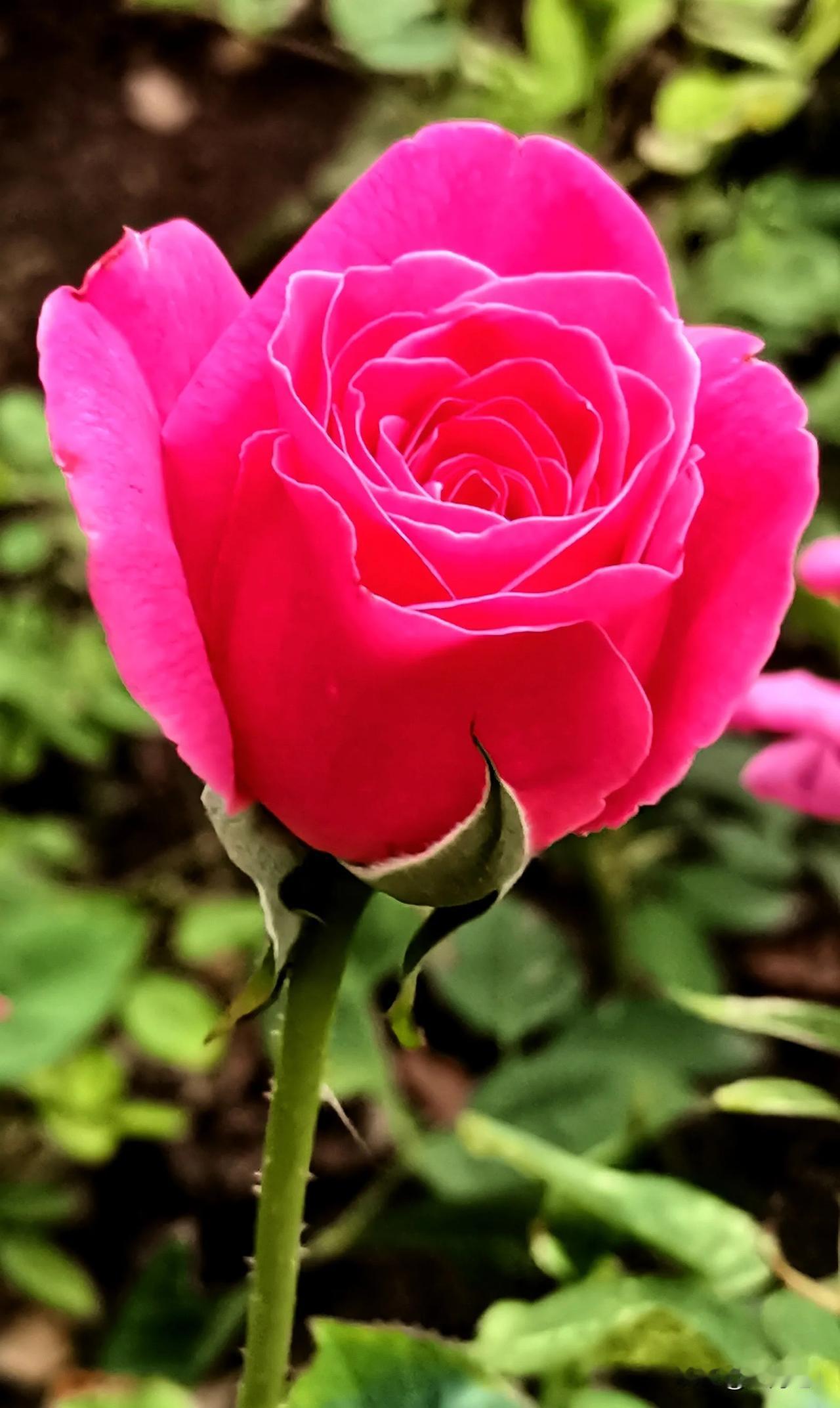 月季花赏析
貌似绢花的鲜花