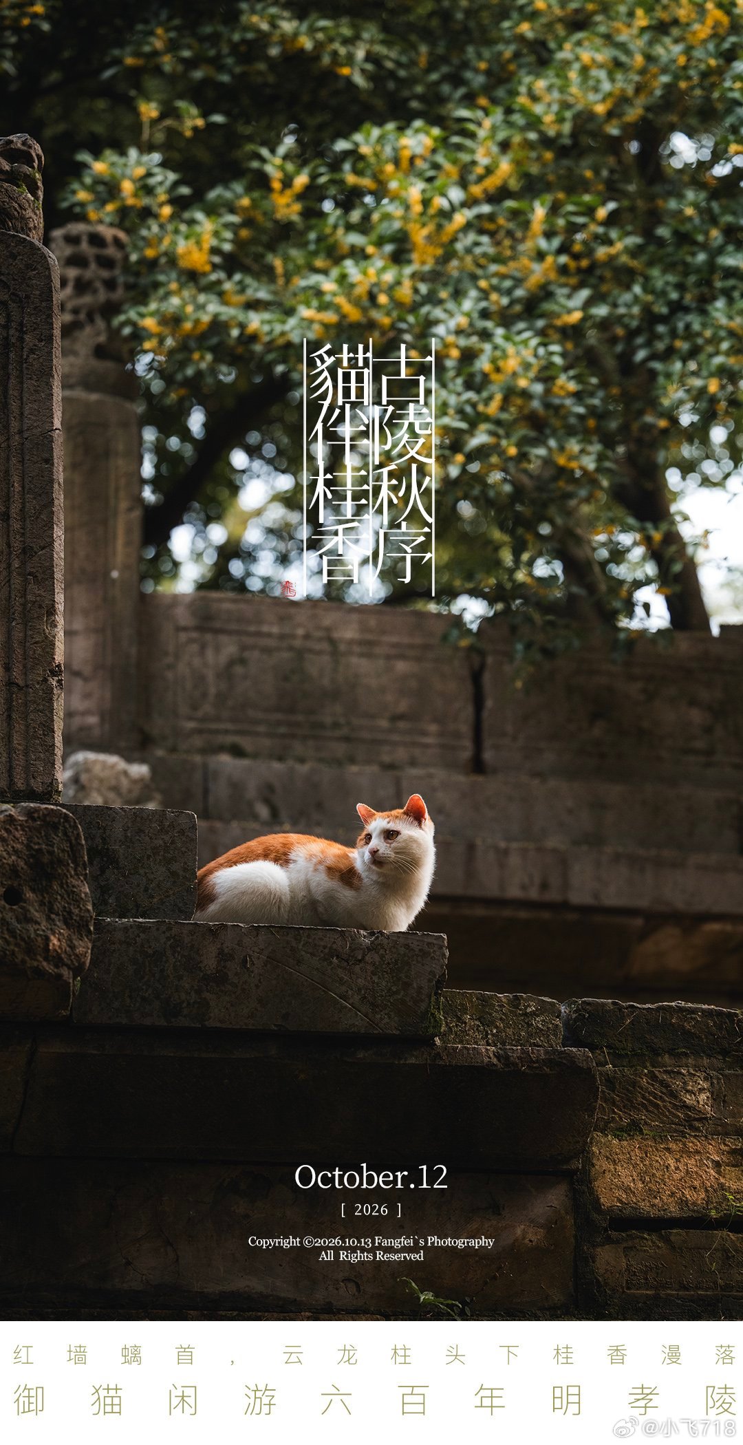 红墙、螭首、云龙柱头桂落古陵，御猫闲行六百年光阴，一院秋香 这就是南京记录我的城