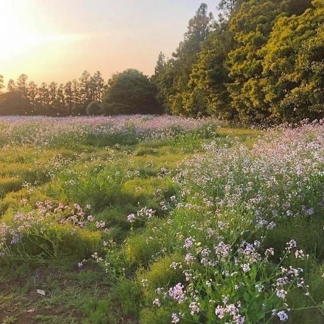 稻田里的牵牛花，真的太好拍了🌷