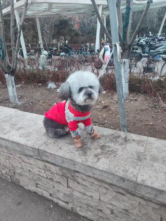 帮转 沈阳浑南谁家灰泰迪走丢了