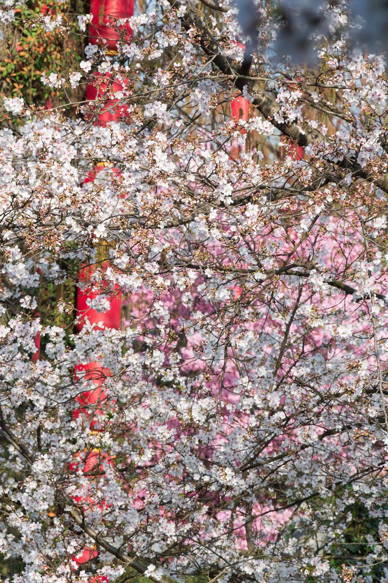 武汉东湖樱花园。武汉东湖樱花园