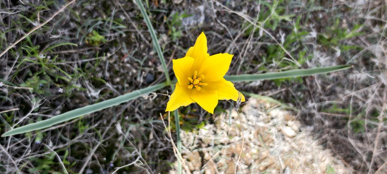 分享一张小野花的照片全家人清明节踏青，在野外挖沙葱。晚上沙葱炒鸡蛋，包沙葱饺子。