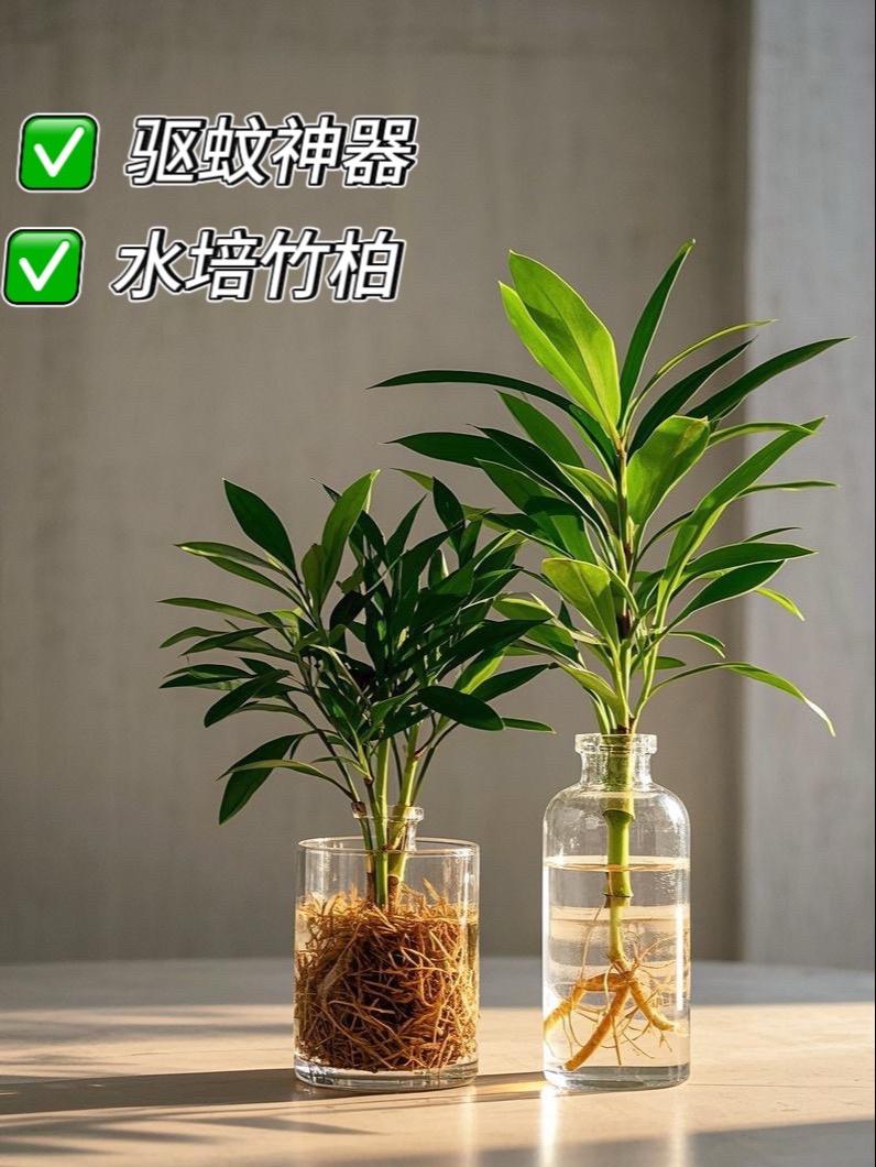 家人们，还在为室内绿植挑选发愁？它颜值超高，叶片四季常绿，如翠玉雕琢...