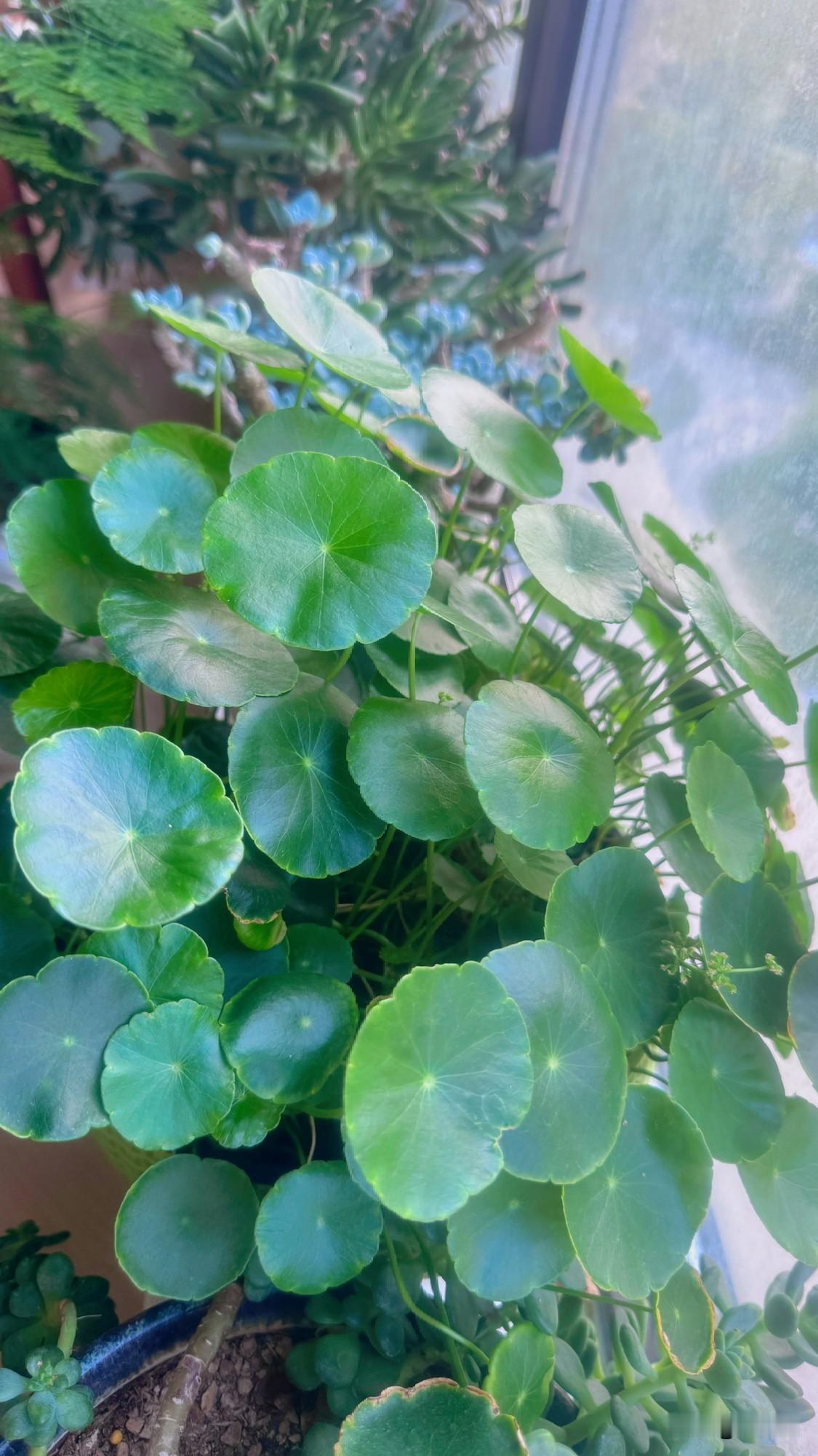 铜钱草最好的养法：半水半泥，泥里总是有水不干就行。

每次泥水里要加少许的营养液