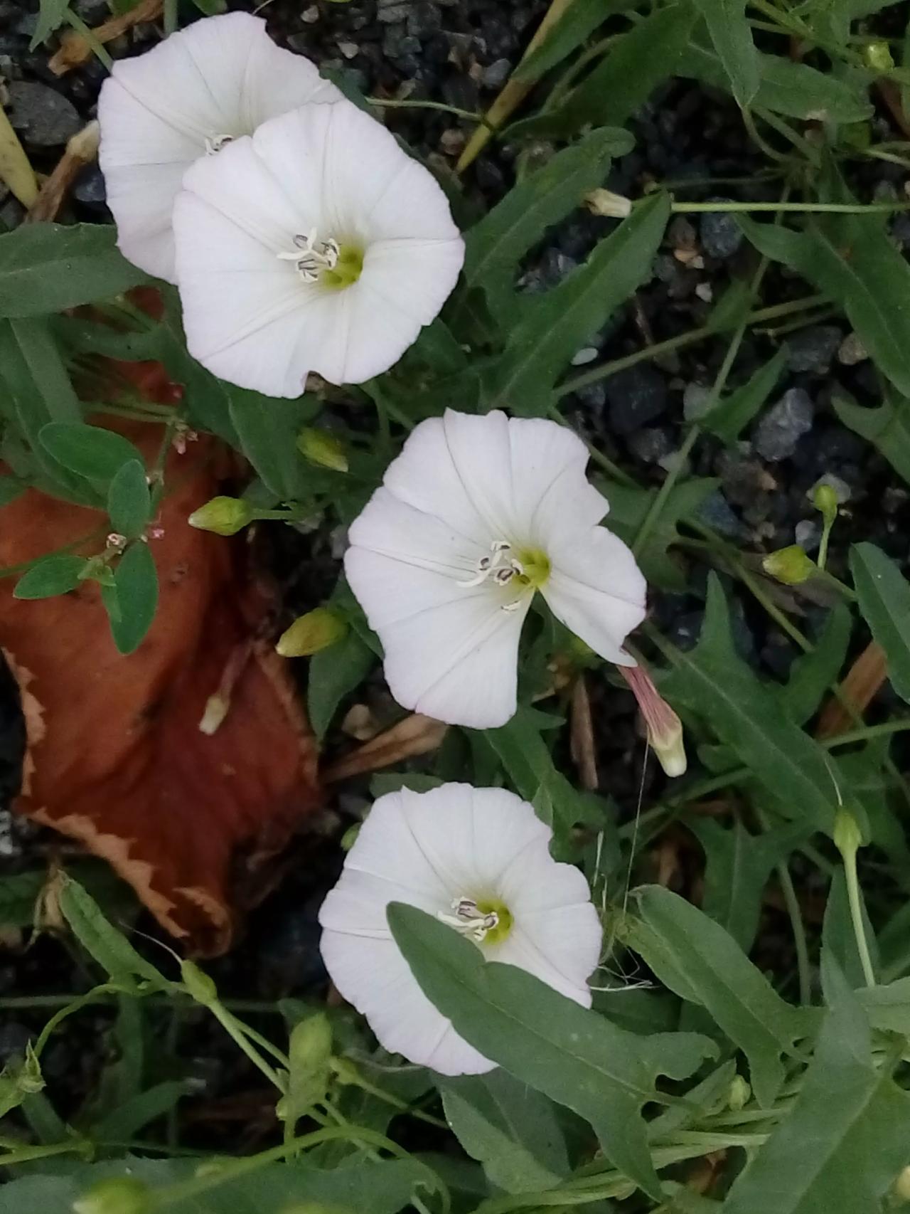 路边的田旋花，在微风中轻轻摇曳。它那纤细的茎杆撑起淡粉色的花朵，如同翩翩起舞的仙