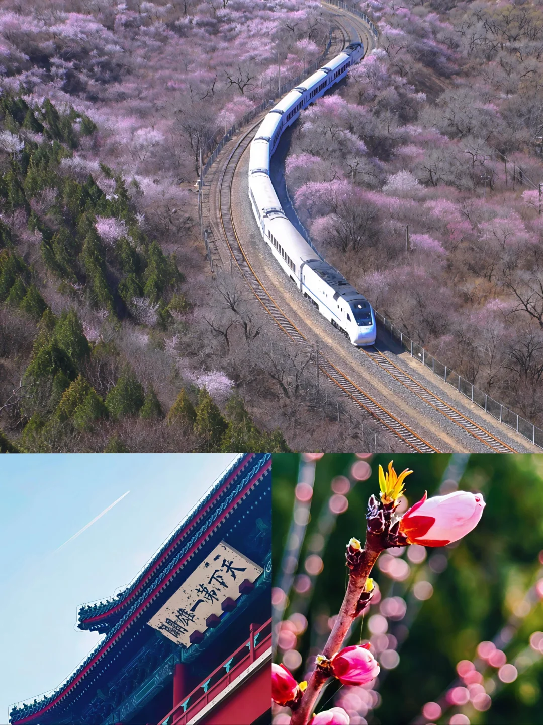 这样的列车，这样的山花🌸，你爱了吗？