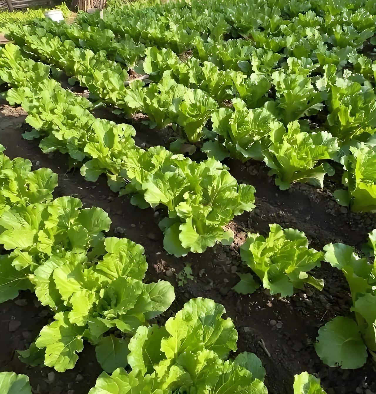 为啥白菜容易烂帮不包心？说说我浇水施肥的土办法

每年到种白菜的时节，我都得在小