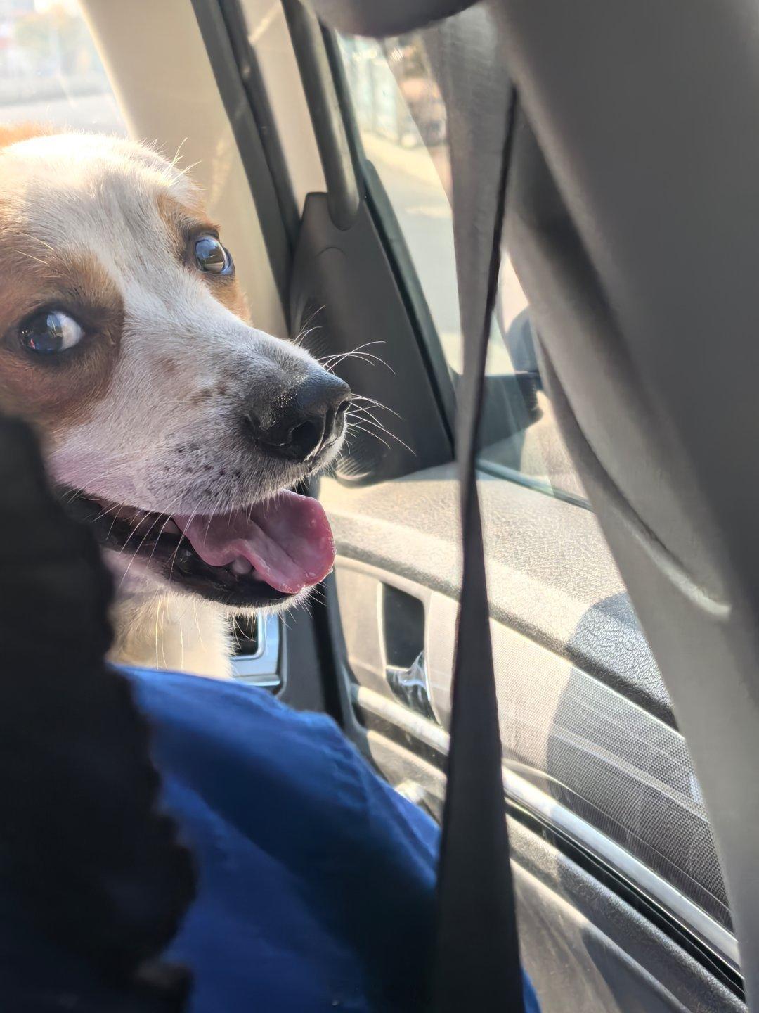 蛋黄嘻嘻，蛋黄不嘻嘻