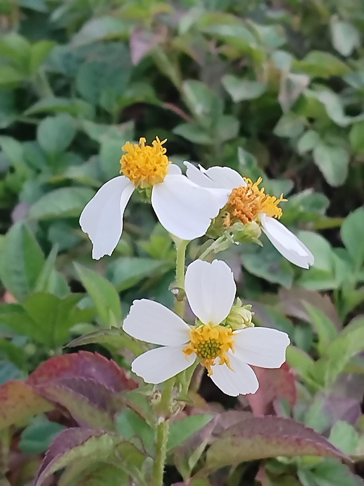 清新自然的小雏菊，绽放出生命的美丽，人生就象这小草，自然芬芳。