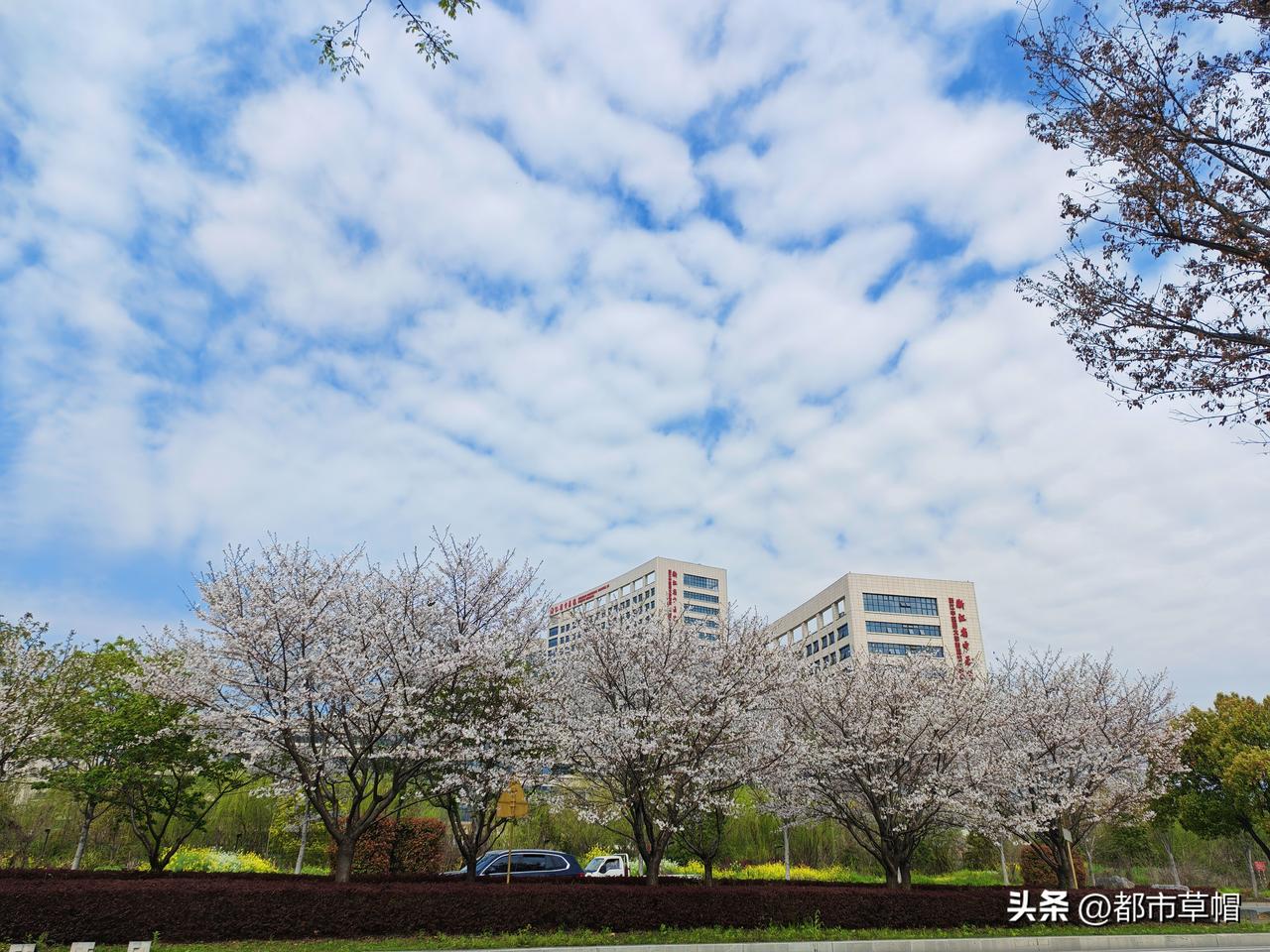 不必特地去什么地方看樱花，散步的马路上，小区里樱花都正在盛开着，这一波过去，另一