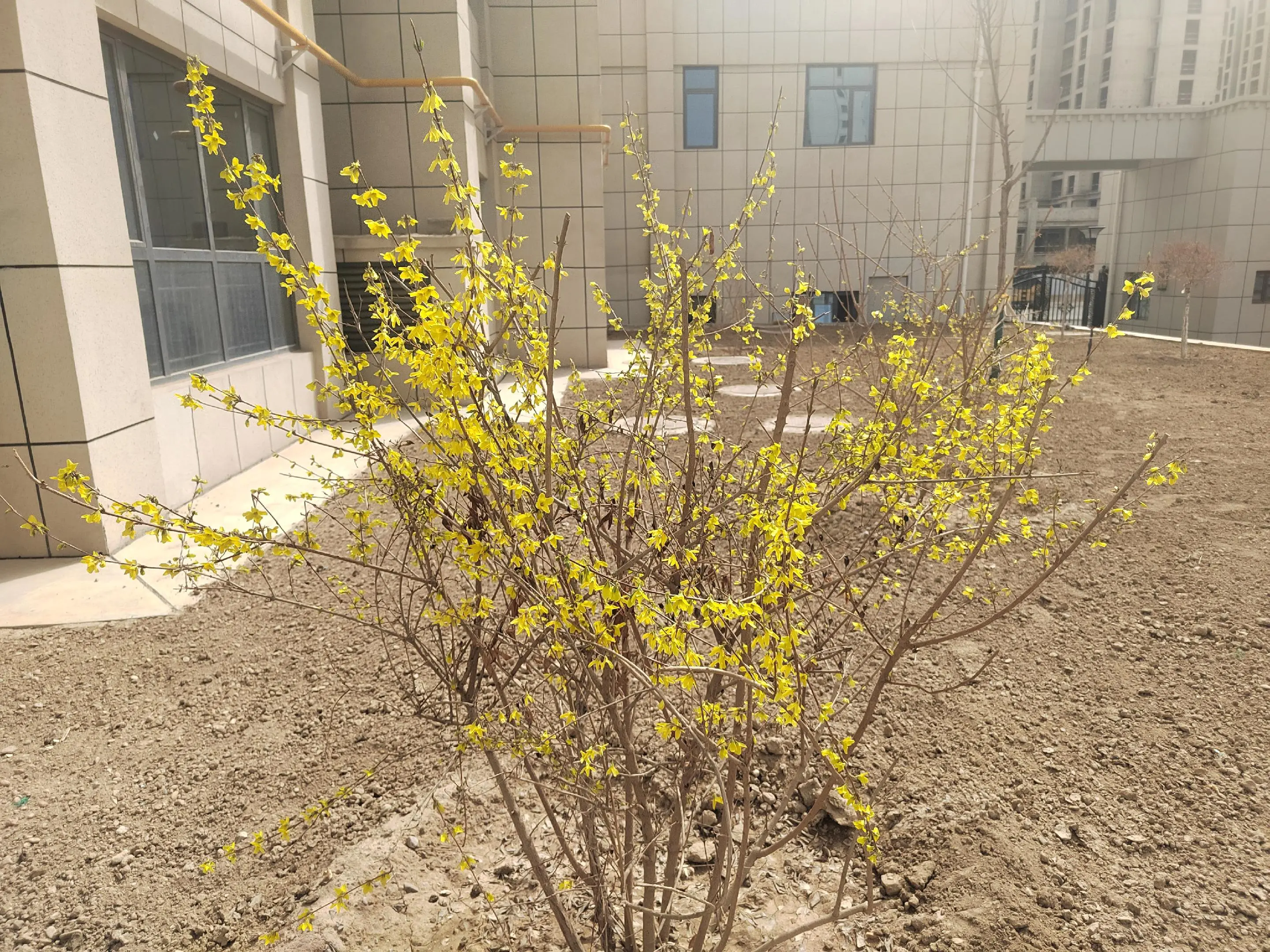 你家楼下的花花开了！