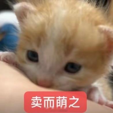 早上好呀～看到小动物们那么真诚，心情也会变好