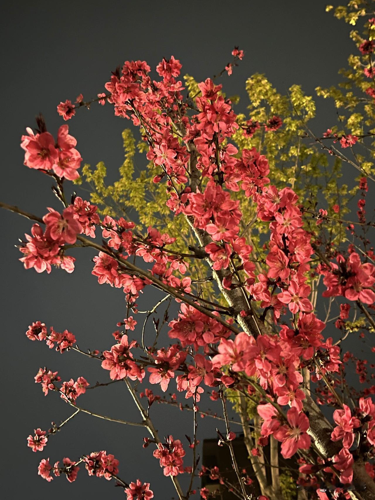 一场淅淅沥沥下了一天一夜的小雨，催开了小区里的繁花。晚上出门散步，瞧见这般娇艳的