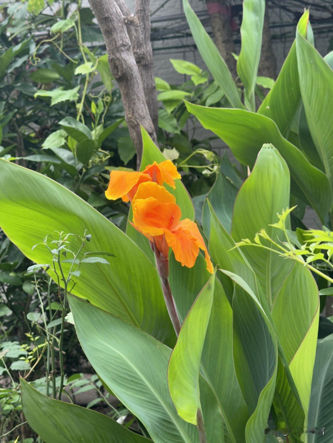 生机勃勃的绿植与鲜艳的橙色花朵相映成趣，自然之美尽收眼底。🌱🌸