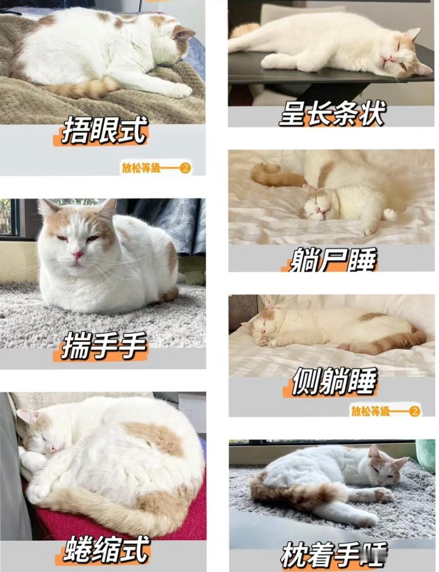 猫咪睡姿大全 ​​​