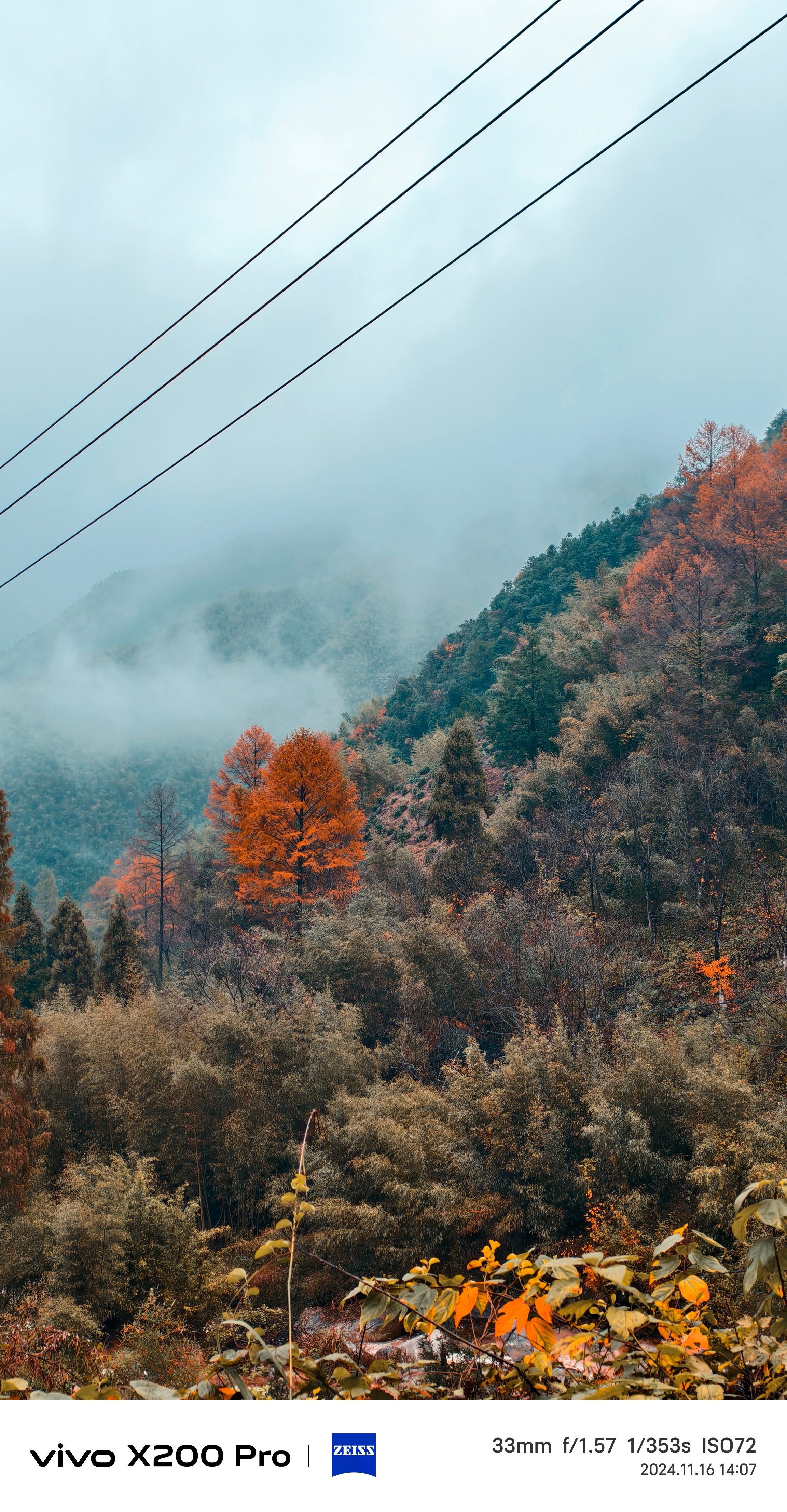 多地银杏叶迎来颜值巅峰 上周末去拍摄的秋景，真的好看！vivo X200 Pro