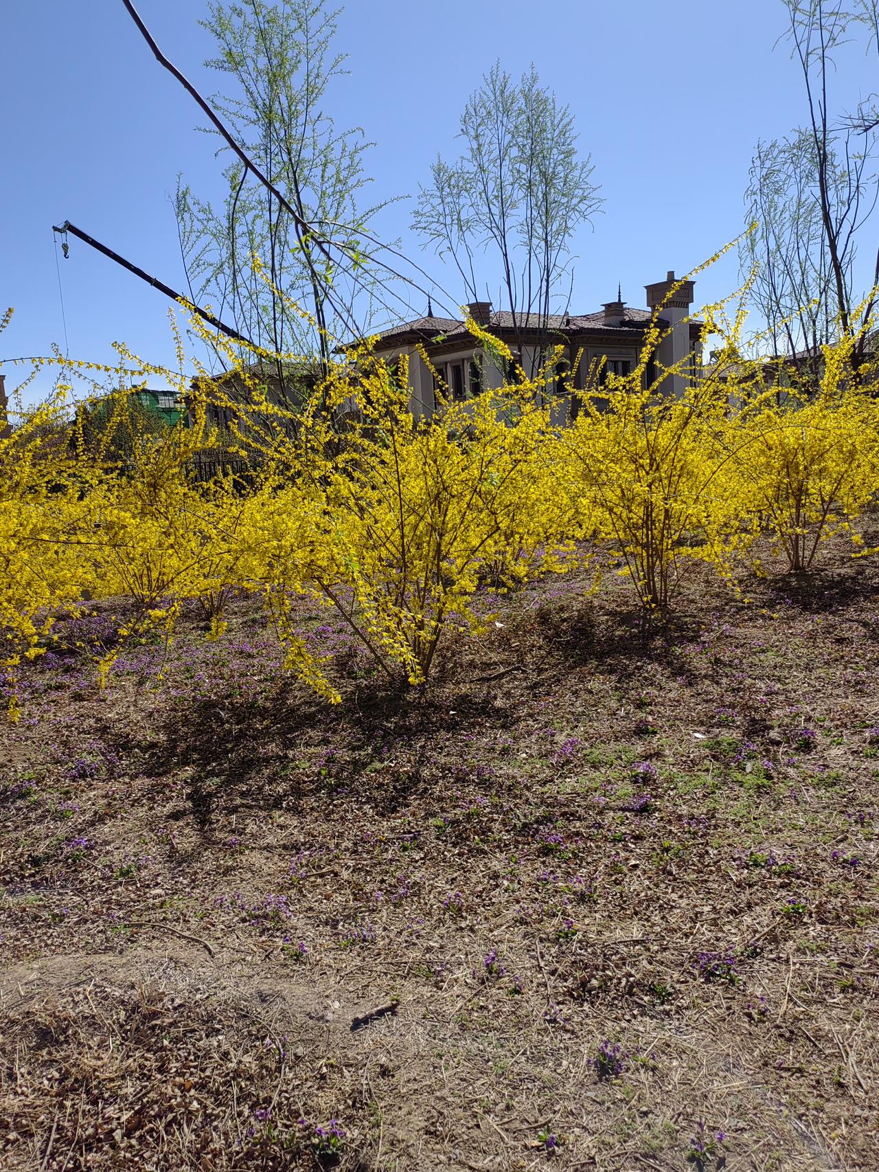 这是别墅区道路旁边的黄花，也不知是什么树，开花黄灿灿的，阳光下金光闪闪，真美。