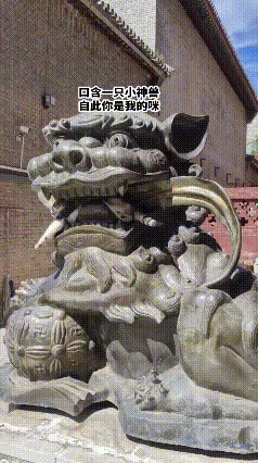 网友路过拍到超治愈的一幕，远远看去，威严霸气的大石狮庄严肃穆，和普通摆件没有任何