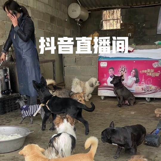 见光死的恨猫狗份子
大家发现没有，在头条上恨猫狗份子成群结队，上蹿下跳，嚣张跋扈